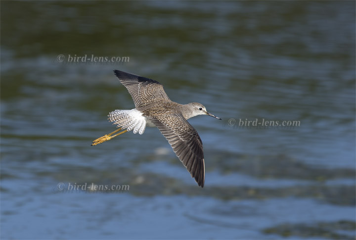 Kleiner Gelbschenkel Kleiner Gelbschenkel